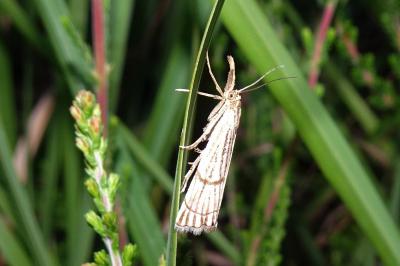 <i>Chrysocrambus linetella</i>