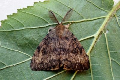 <i>Lymantria dispar</i>
