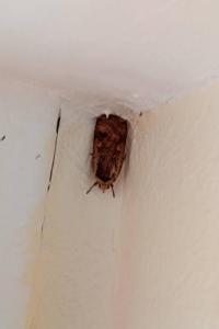 <i>Noctua pronuba</i>