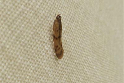 <i>Homoeosoma sinuella</i>