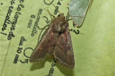 <i>Lacanobia oleracea</i>