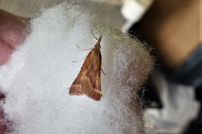 <i>Synaphe punctalis</i>
