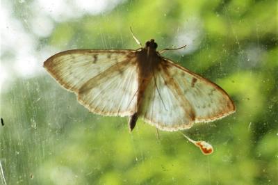 <i>Patania ruralis</i>