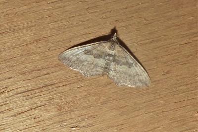 <i>Nycterosea obstipata</i>