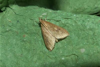 <i>Udea ferrugalis</i>