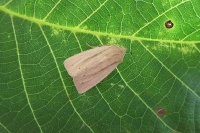 <i>Mythimna straminea</i>