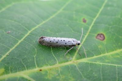 <i>Yponomeuta padella</i>