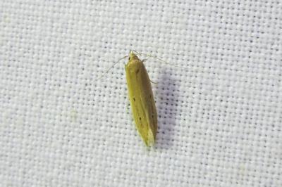 <i>Limnaecia phragmitella</i>