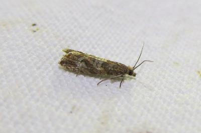 <i>Bactra furfurana</i>