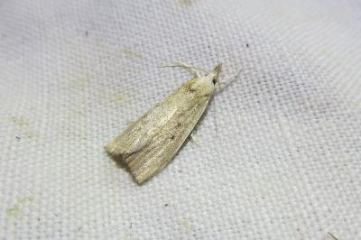 <i>Calamotropha paludella</i>