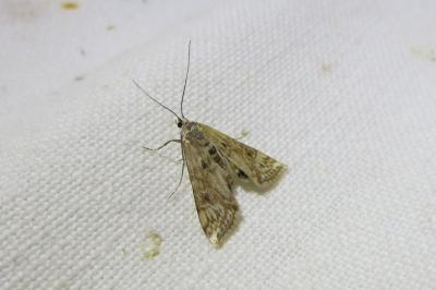 <i>Cataclysta lemnata</i>