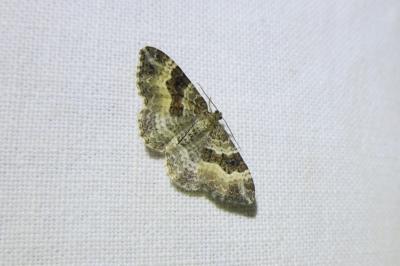 <i>Epirrhoe alternata</i>