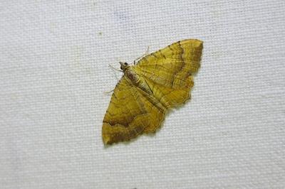 <i>Camptogramma bilineata</i>