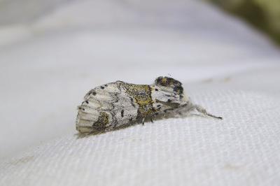 <i>Furcula furcula</i>