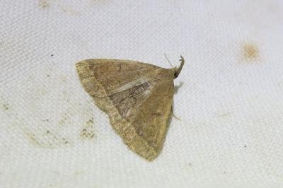 <i>Polypogon plumigeralis</i>