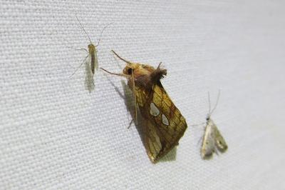 <i>Plusia festucae</i>
