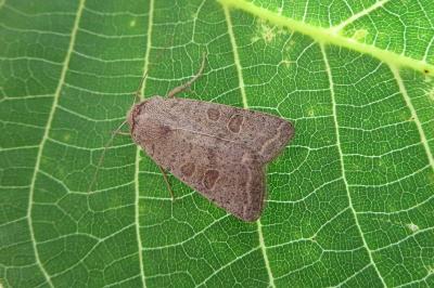 <i>Hoplodrina ambigua</i>