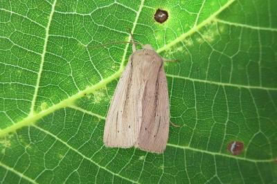 <i>Mythimna straminea</i>