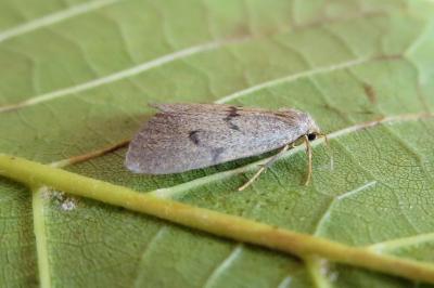 <i>Apaidia mesogona</i>