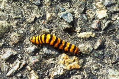 <i>Tyria jacobaeae</i>
