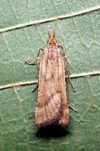 <i>Synaphe punctalis</i>
