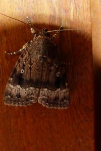 <i>Amphipyra pyramidea</i>