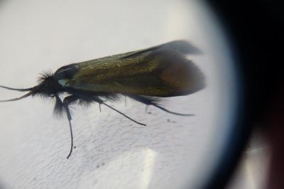 <i>Adela reaumurella</i>