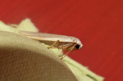 <i>Eilema</i>
