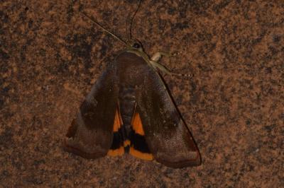<i>Noctua janthe</i>