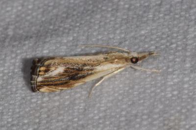 <i>Catoptria verellus</i>