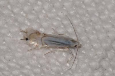 <i>Phyllocnistis ramulicola/saligna</i>