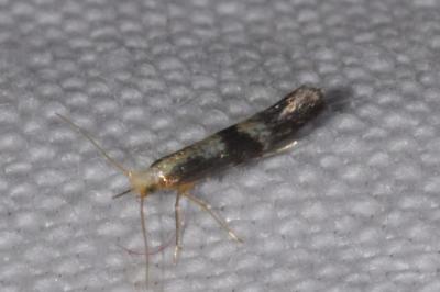 <i>Argyresthia spinosella</i>