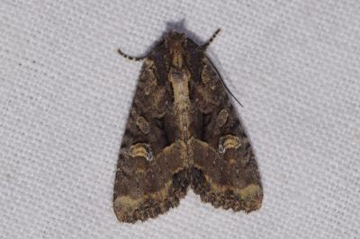 <i>Mesapamea secalella/secalis</i>