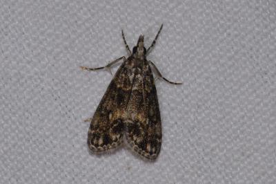 <i>Eudonia lacustrata</i>