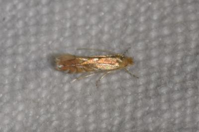 <i>Phyllonorycter quercifoliella</i>