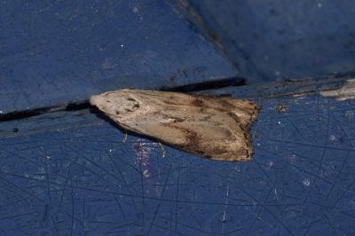 <i>Aphomia sociella</i>