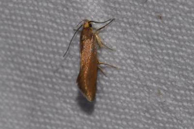 <i>Crassa unitella</i>
