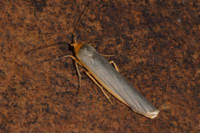 <i>Manulea complana</i>