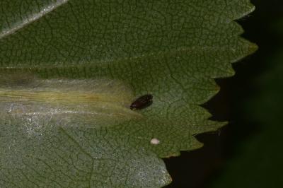 <i>Phyllonorycter ulmifoliella</i>