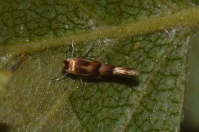 <i>Phyllonorycter ulmifoliella</i>