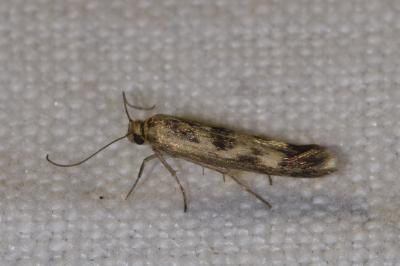 <i>Scythris limbella</i>