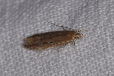 <i>Limnaecia phragmitella</i>