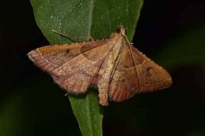<i>Endotricha flammealis</i>