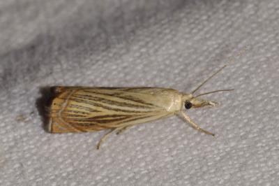 <i>Chrysoteuchia culmella</i>