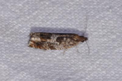 <i>Ancylis achatana</i>