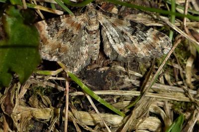 <i>Eupithecia linariata/pulchellata</i>