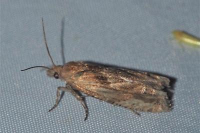 <i>Eucosma cana</i>