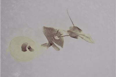 <i>Eucosma cana</i>