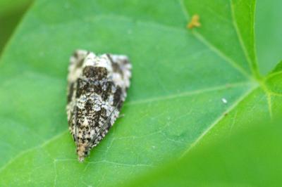 <i>Celypha lacunana</i>