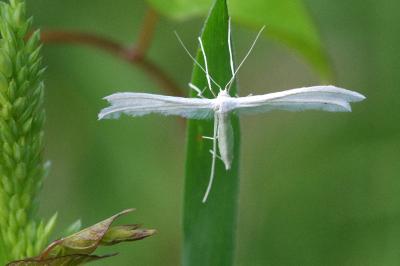 <i>Pterophorus pentadactylus</i>